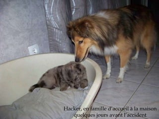 Hacker, en famille d’accueil à la maison 
quelques jours avant l’accident 
 