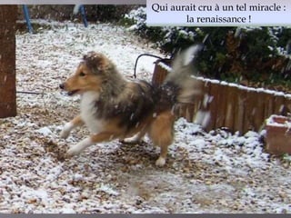 Qui aurait cru à un tel miracle : 
la renaissance ! 
 