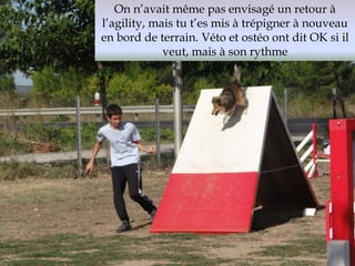On n’avait même pas envisagé un retour à 
l’agility, mais tu t’es mis à trépigner à nouveau 
en bord de terrain. Véto et ostéo ont dit OK si il 
veut, mais à son rythme 
 
