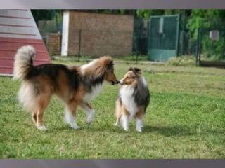 Canaille de l’Oustaou de Sandy