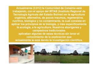 Actualmente (2.012) la Comunidad de Canaima está
 trabajando, con el apoyo del IRTAB (Instituto Regional de
  Tecnología Agrícola del Estado Bolívar) en la agricultura
   orgánica, alternativa, de pocos insumos, regenerativa,
 nutritiva, biológica y no contaminante, la cual consiste en
aplicar los principios de la biología, y más específicamente
     la ecología, a la agricultura. Nuestros aborígenes y
                  campesinos tradicionales
       aplicaban algunas de estas técnicas sin tener el
              conocimiento de la explicación que
    actualmente le está dando la investigación científica.
 