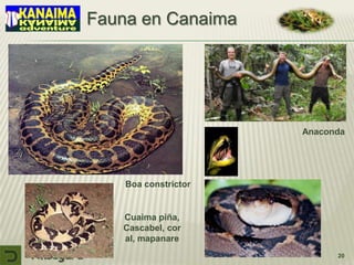 Canaima presentacion | PPSX