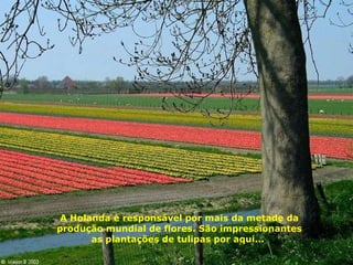 A Holanda é responsável por mais da metade da produção mundial de flores. São impressionantes as plantações de tulipas por aqui...  
