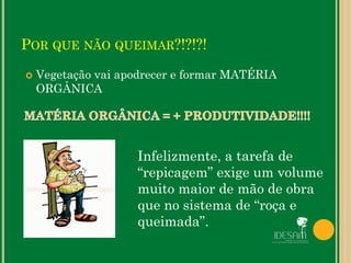 POR QUE NÃO QUEIMAR?!?!?!
 Vegetação vai apodrecer e formar MATÉRIA
ORGÂNICA
 queimada. Infelizmente, a tarefa de
“repicagem” exige um volume
muito maior de mão de obra
que no sistema de “roça e
queimada”.
 