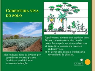 COBERTURA VIVA
DO SOLO
Monocultura: risco de invasão por
gramíneas e outras plantas
herbáceas de difícil e/ou
onerosa eliminação.
Agrofloresta: adensar com espécies para
formar uma cobertura viva do solo
preenchendo pelo menos dois objetivos:
a) impedir a invasão por espécies
indesejáveis e
b) b) gerar uma renda e aumentar a
diversidade de plantas.
 