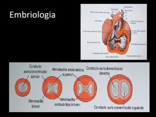 Embriologia
 