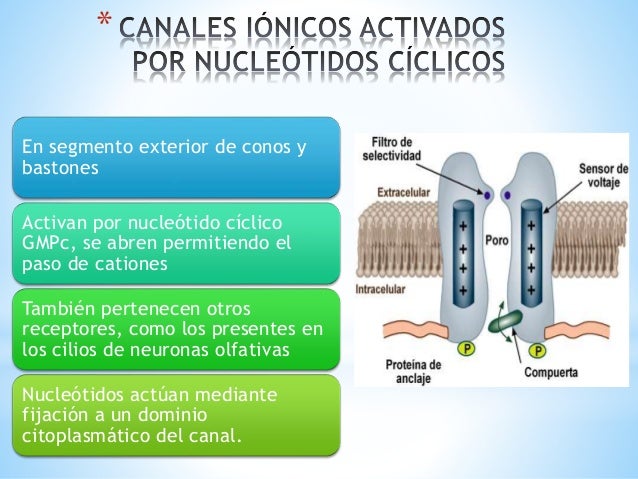 coños