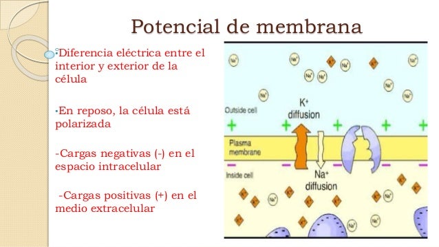 Canales ionicos y potencial de membrana