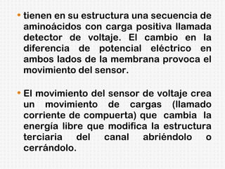 tienen en su estructura una secuencia de aminoácidos con carga positiva llamada detector de voltaje. El cambio en la diferencia de potencial eléctrico en ambos lados de la membrana provoca el movimiento del sensor. El movimiento del sensor de voltaje crea un movimiento de cargas (llamado corriente de compuerta) que  cambia  la energía libre que modifica la estructura terciaria del canal abriéndolo o cerrándolo. 