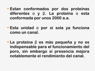 Estan conformados por dos proteínas diferentes α y β. La proteína α esta conformada por unos 2000 a.a. Esta unidad α por si sola ya funciona como un canal. La proteína β es más pequeña y no es indispensable para el funcionamiento del poro, sin embargo si presencia mejora notablemente el rendimiento del canal.  