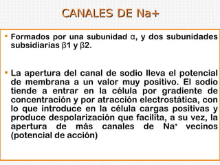 CANALES DE Na+ Formados por una subunidad  α, y dos subunidades subsidiarias β1 y β2. La apertura del canal de sodio lleva el potencial de membrana a un valor muy positivo. El sodio tiende a entrar en la célula por gradiente de concentración y por atracción electrostática, con lo que introduce en la célula cargas positivas y produce despolarización que facilita, a su vez, la apertura de más canales de Na +  vecinos (potencial de acción) 