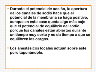 Durante el potencial de acción, la apertura de los canales de sodio hace que el potencial de la membrana se haga positivo, aunque en este caso queda algo más bajo que el potencial de equilibrio del sodio, porque los canales están abiertos durante un tiempo muy corto y no da tiempo a que se equilibren las cargas. Los anestésicos locales actúan sobre este poro taponándolo.  