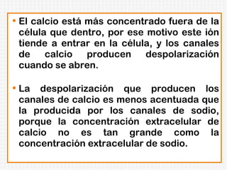 El calcio está más concentrado fuera de la célula que dentro, por ese motivo este ión tiende a entrar en la célula, y los canales de calcio producen despolarización cuando se abren. La despolarización que producen los canales de calcio es menos acentuada que la producida por los canales de sodio, porque la concentración extracelular de calcio no es tan grande como la concentración extracelular de sodio. 