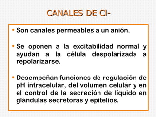 CANALES DE Cl- Son canales permeables a un anión. Se oponen a la excitabilidad normal y ayudan a la célula despolarizada a repolarizarse. Desempeñan funciones de regulación de pH intracelular, del volumen celular y en el control de la secreción de líquido en glándulas secretoras y epitelios.  