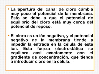 La apertura del canal de cloro cambia muy poco el potencial de la membrana. Esto se debe a que el potencial de equilibrio del cloro está muy cerca del potencial de reposo. El cloro es un ión negativo, y el potencial negativo de la membrana tiende a impedir la entrada en la célula de este ión. Esta fuerza electrostática se equilibra casi exactamente con el gradiente de concentración, que tiende a introducir cloro en la célula.  
