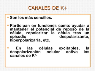 CANALES DE K+ Son los más sencillos. Participan en funciones como: ayudar a mantener el potencial de reposo de la célula, repolarizar la célula tras un episodio despolarizante, hiperpolarizarla, etc. En las células excitables, la despolarización celular activa los canales de K +. 