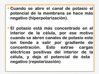 Cuando se abre el canal de potasio el potencial de la membrana se hace más negativo (hiperpolarización). El potasio está más concentrado en el interior de la célula, por ese motivo cuando se abren canales de potasio este ion tiende a salir por gradiente de concentración. Esto extrae cargas eléctricas positivas del interior de la célula, y deja el potencial de ésta  negativo (repolarización) 