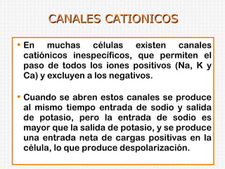 CANALES CATIONICOS En muchas células existen canales catiónicos inespecíficos, que permiten el paso de todos los iones positivos (Na, K y Ca) y excluyen a los negativos. Cuando se abren estos canales se produce al mismo tiempo entrada de sodio y salida de potasio, pero la entrada de sodio es mayor que la salida de potasio, y se produce una entrada neta de cargas positivas en la célula, lo que produce despolarización.  