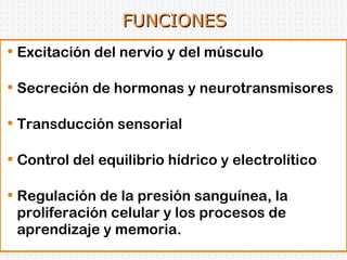 FUNCIONES Excitación del nervio y del músculo Secreción de hormonas y neurotransmisores Transducción sensorial Control del equilibrio hídrico y electrolítico Regulación de la presión sanguínea, la proliferación celular y los procesos de aprendizaje y memoria. 