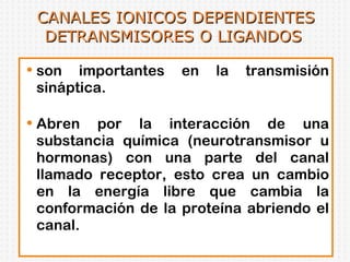 CANALES IONICOS DEPENDIENTES DETRANSMISORES O LIGANDOS  son importantes en la transmisión sináptica. Abren por la interacción de una substancia química (neurotransmisor u hormonas) con una parte del canal llamado receptor, esto crea un cambio en la energía libre que cambia la conformación de la proteína abriendo el canal.  