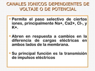 CANALES IONICOS DEPENDIENTES DE VOLTAJE O DE POTENCIAL Permite el paso selectivo de ciertos iones, principalmente Na+, Ca2+, Cl-, y K+. Abren en respuesta a cambios en la diferencia de cargas eléctricas en ambos lados de la membrana. Su principal función es la transmisión de impulsos eléctricos 