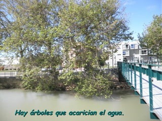 .




Hay árboles que acarician el agua.
 