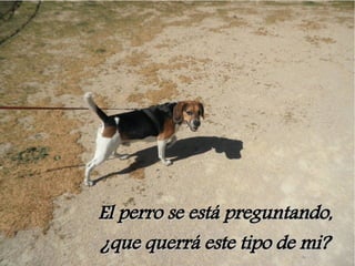 El perro se está preguntando,
¿que querrá este tipo de mi?
 