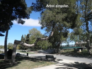 Árbol singular.
 