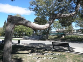 De cerca, apreciamos
  mejor su rareza.
 