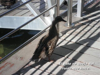 El pato se queja del
  ruido que hace.
 