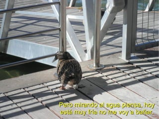 Pero mirando al agua piensa, hoy
está muy fría no me voy a bañar.
 