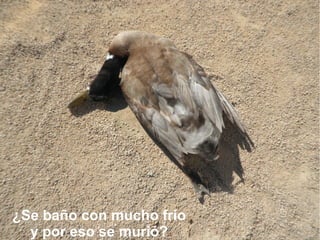 ¿Se baño con mucho frío
  y por eso se murió?
 