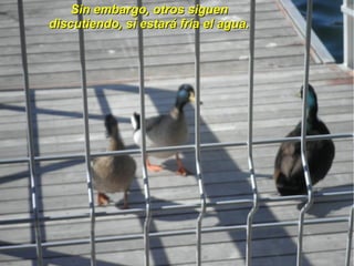 Sin embargo, otros siguen
discutiendo, si estará fría el agua.
 