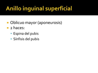  Oblicuo mayor (aponeurosis)
 2 haces:
 Espina del pubis
 Sínfisis del pubis
 