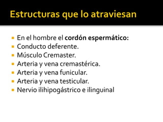  En el hombre el cordón espermático:
 Conducto deferente.
 Músculo Cremaster.
 Arteria y vena cremastérica.
 Arteria y vena funicular.
 Arteria y vena testicular.
 Nervio ilihipogástrico e ilinguinal
 