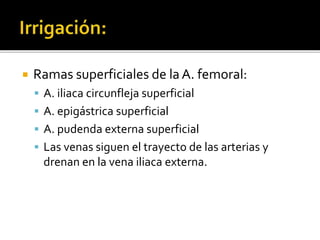  Ramas superficiales de la A. femoral:
 A. iliaca circunfleja superficial
 A. epigástrica superficial
 A. pudenda externa superficial
 Las venas siguen el trayecto de las arterias y
drenan en la vena iliaca externa.
 