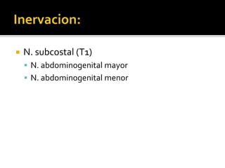  N. subcostal (T1)
 N. abdominogenital mayor
 N. abdominogenital menor
 