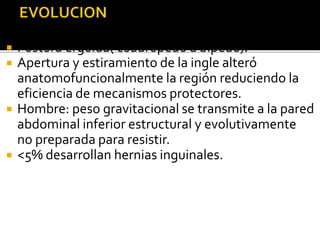  Postura erguida( cuadrúpedo a bípedo).
 Apertura y estiramiento de la ingle alteró
anatomofuncionalmente la región reduciendo la
eficiencia de mecanismos protectores.
 Hombre: peso gravitacional se transmite a la pared
abdominal inferior estructural y evolutivamente
no preparada para resistir.
 <5% desarrollan hernias inguinales.
 