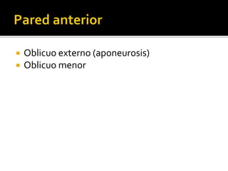  Oblicuo externo (aponeurosis)
 Oblicuo menor
 