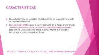 CARACTERISTICAS
 El conducto inicia en la región intraabdominal, en la porción profunda
de la pared abdominal.
 El cordón espermático pasa a través del hiato en la fascia transversalis
; en las mujeres esta estructura corresponde al ligamento redondo .
Este orificio se conoce como anillo inguinal interno o profundo. Y
lateral a la arteria epigástrica inferior.
Moore, K. L., Dalley, A. F., & Agur, A. M. R. (2014). Clinically Oriented Anatomy (7th
 