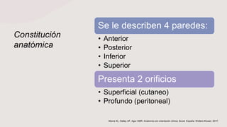 Constitución
anatómica
Se le describen 4 paredes:
• Anterior
• Posterior
• Inferior
• Superior
Presenta 2 orificios
• Superficial (cutaneo)
• Profundo (peritoneal)
Moore KL, Dalley AF, Agur AMR. Anatomía con orientación clínica. 8a ed. España: Wolters Kluwer; 2017.
 