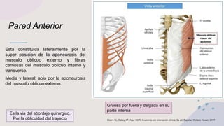 Pared Anterior
Esta constituida lateralmente por la
super posicion de la aponeurosis del
musculo oblicuo externo y fibras
carnosas del musculo oblicuo interno y
transverso.
Media y lateral: solo por la aponeurosis
del musculo oblicuo externo.
Es la via del abordaje quirurgico.
Por la oblicuidad del trayecto
Gruesa por fuera y delgada en su
parte interna
Moore KL, Dalley AF, Agur AMR. Anatomía con orientación clínica. 8a ed. España: Wolters Kluwer; 2017.
 
