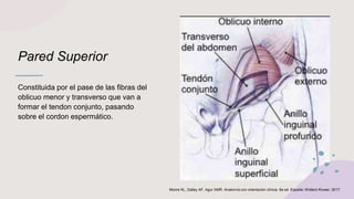 Pared Superior
Constituida por el pase de las fibras del
oblicuo menor y transverso que van a
formar el tendon conjunto, pasando
sobre el cordon espermático.
Moore KL, Dalley AF, Agur AMR. Anatomía con orientación clínica. 8a ed. España: Wolters Kluwer; 2017.
 