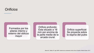 Orificios
Formados por los
pilares interno y
externo del oblicuo
mayor
Orificio profundo:
Esta situado a 18
mm por encima de
la parte media de la
arcada crural.
Orificio superficial:
Se proyecta sobre
la espina del pubis
Moore KL, Dalley AF, Agur AMR. Anatomía con orientación clínica. 8a ed. España: Wolters Kluwer; 2017.
 