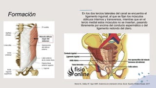 Formación En los dos tercios laterales del canal se encuentra el
ligamento inguinal, al que se fijan los músculos
oblicuos internos y transversos, mientras que en el
tercio medial estos músculos no se insertan, pasando
libremente por encima del conducto espermático o del
ligamento redondo del útero.
Moore KL, Dalley AF, Agur AMR. Anatomía con orientación clínica. 8a ed. España: Wolters Kluwer; 2017.
 