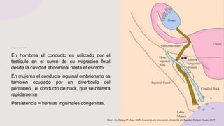 En hombres el conducto es utilizado por el
testiculo en el curso de su migracion fetal
desde la cavidad abdominal hasta el escroto.
En mujeres el conducto inguinal embrionario es
también ocupado por un diverticulo del
peritoneo , el conducto de nuck, que se oblitera
rapidamente.
Persistencia = hernias inguinales congenitas.
Moore KL, Dalley AF, Agur AMR. Anatomía con orientación clínica. 8a ed. España: Wolters Kluwer; 2017.
 