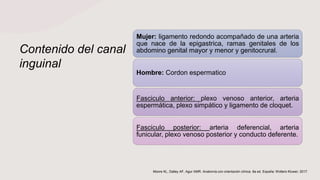 Contenido del canal
inguinal
Mujer: ligamento redondo acompañado de una arteria
que nace de la epigastrica, ramas genitales de los
abdomino genital mayor y menor y genitocrural.
Hombre: Cordon espermatico
Fasciculo anterior: plexo venoso anterior, arteria
espermática, plexo simpático y ligamento de cloquet.
Fasciculo posterior: arteria deferencial, arteria
funicular, plexo venoso posterior y conducto deferente.
Moore KL, Dalley AF, Agur AMR. Anatomía con orientación clínica. 8a ed. España: Wolters Kluwer; 2017.
 