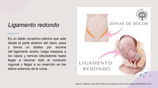 Ligamento redondo
Es un tejido conectivo pélvico que sale
desde la parte anterior del útero, pasa
y forma un doblez por encima
del ligamento ancho, luego traspasa a
los vasos y nervios obturadores hasta
llegar a recorrer todo el conducto
inguinal y llegar a su inserción en los
labios externos de la vulva.
Moore KL, Dalley AF, Agur AMR. Anatomía con orientación clínica. 8a ed. España: Wolters Kluwer; 2017.
 