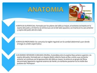 •ORIFICIO SUPERFICIAL: formado por los pilares del oblicuo mayor, el extremo se inserta en la
espina del pubis y el interno se entrecruza con el del lado opuesto y se inserta en la cara anterior
y espina del pubis del otro lado
•ORIFICIO PROFUNDO: Se comunica la región inguinal con la cavidad abdominal y por donde
emerge el cordón espermatico
•UN BORDE INFERIOR O ARCADA CRURAL: Extendida entre la espina iliaca antero superior y la
espina del pubis, formado por un ángulo diedro abierto hacia arriba y atrás cuya vertiente
anterior se continua con la aponeurosis del oblicuo mayor, la arista es un grupo de fibras
denominado ligamento inguinal externo de Henle y la vertiente posterior es la cintilla íleo
pubiana de Thompson
 