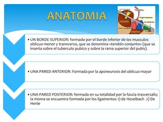 •UN BORDE SUPERIOR: formado por el borde inferior de los musculos
oblicuo menor y transverso, que se denomina «tendón conjunto» (que se
inserta sobre el tuberculo pubico y sobre la rama superior del pubis).
•UNA PARED ANTERIOR: Formada por la aponeurosis del oblicuo mayor
•UNA PARED POSTERIOR: formada en su totalidad por la fascia trasversalis;
la misma se encuentra formada por los ligamentos 1) de Heselbach 2) De
Henle
 
